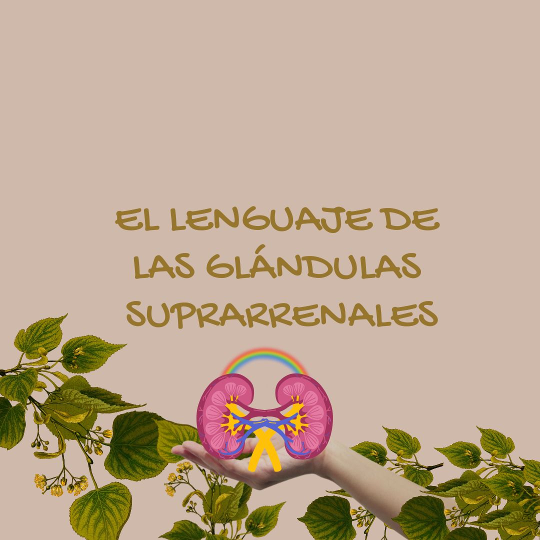 El lenguaje de las glándulas suprarrenales 